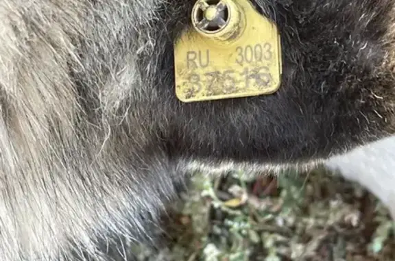 Найдена собака, Садовский, фото: Хаски найдена у ост. Центральная ул, 57, Садовский