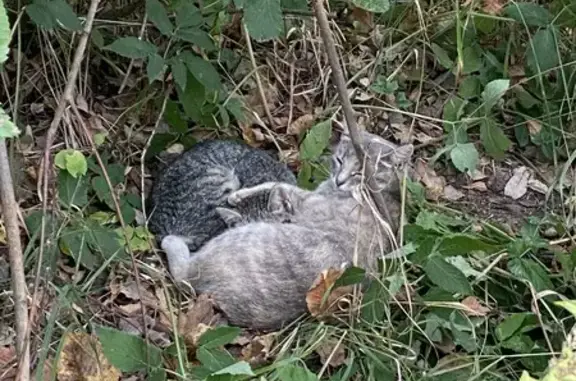 Найдена кошка с котенком, Осоргино, МО