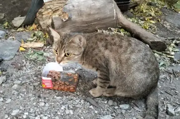 Найдена кошка, Воронеж, Лётчика Колесниченко 44