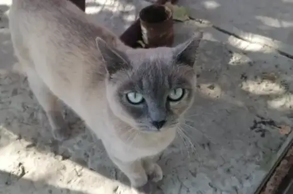 Найдена кошка, , фото: Найдена кошка, 6-й Семидворский проезд, Водник