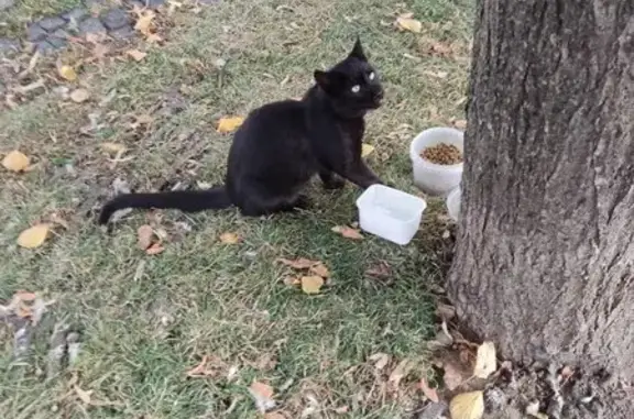 Черный кот найден на Сенной площади, 13