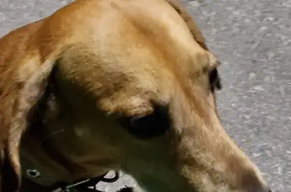 Найдена собака, Лесной, фото: Собака найдена на Невского, 4А, Лесной