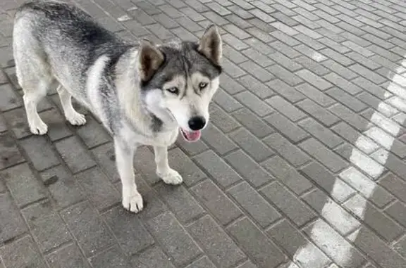 Собака найдена на заправке Teboil, Срезнево