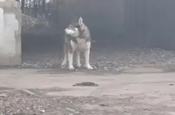 Пропала собака, ул. Пушкина, 4, Саратов