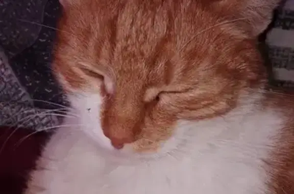 Найдена рыжая кошка, Беляево 46Н-05085