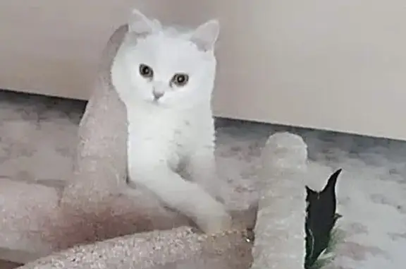 Кошки потеряшки, , фото: Потеряшка кошка в Садовом (Раифа), тел. 8-950-324-95-37