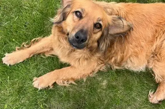 Собаки потеряшки, , фото: Потеряшка собака, ул. Лаврова, Мичуринск