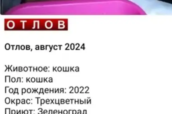 Кошка найдена: Стрельбищенский пер., 9, Москва