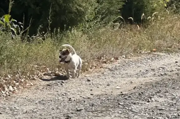 Собака найдена на Приовражной, 7, Царицын