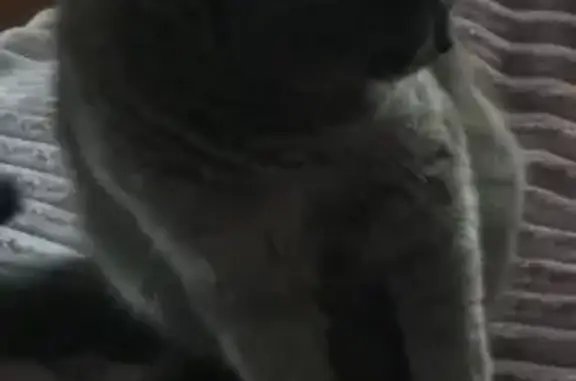 Кошки потеряшки, Павловск, фото: Потеряшка кошка, ул. Ленина 12, Павловск