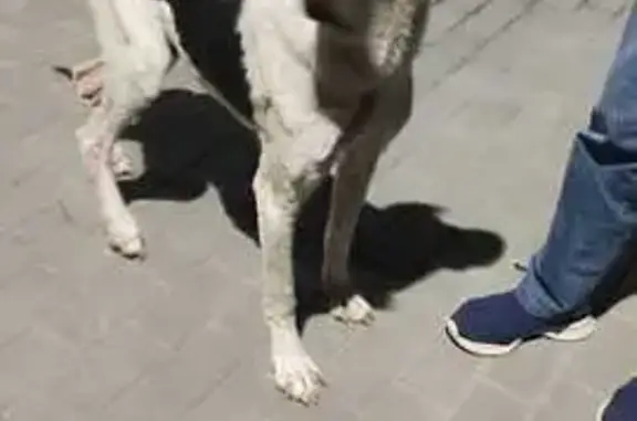 Найдена собака, Большенырсинское, фото: Найдена собака, Восток, Большенырсинское СП