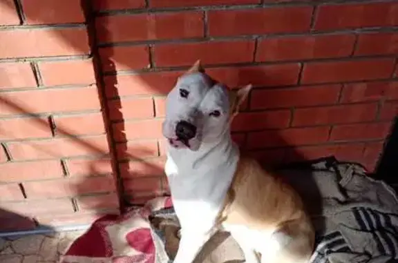 Собаки потеряшки, Армавир, фото: Потеряшка собака, ул. Маркова 66, Армавир