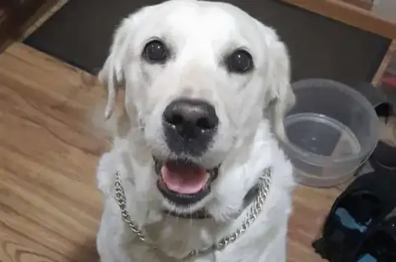 Найдена собака, Березовка, фото: Найдена собака, ул. 40 лет Победы, 63, Берёзовка