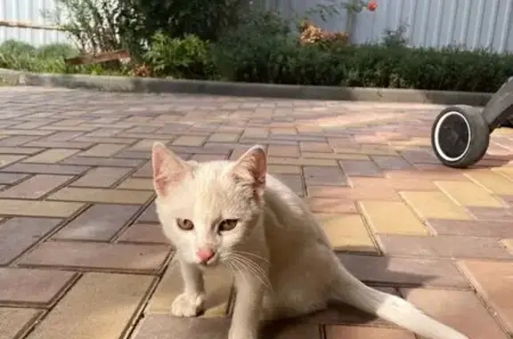 Кошки потеряшки, , фото: Потеряшка кошка: 1-я ул. Строителей, Перово