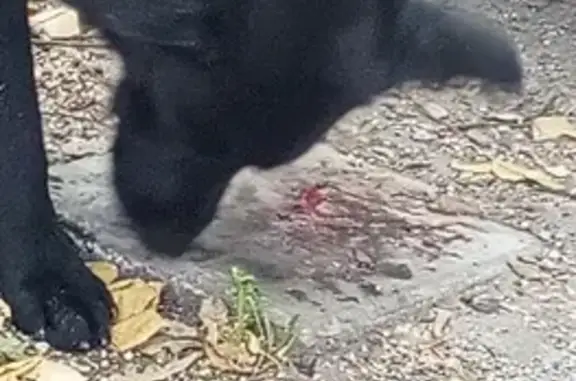 Найдена собака, Пенза, фото: Найдена собака, Красная ул. 64А, Пенза