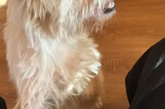 Найдена собака, Московская область, фото: Найдена собака, МО, девочка с клеймом