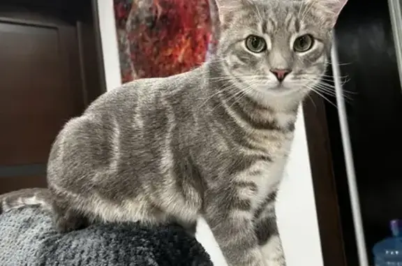 Объявления о пропавших и найденных животных, Липецк, фото: Пропала кошка Спуня, Рябиновая ул., 25, Липецк