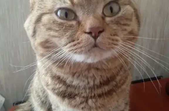 Потерянные животные Клязьминское, фото: Пропал кот, Школьная ул. 21, Клязьма