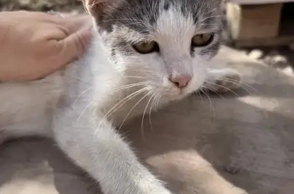 Объявления о пропавших и найденных животных, Камызяк, фото: Найдена кошка, ул. Кошевого, 18, Камызяк