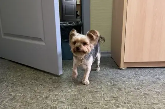 Найденные животные Тверь, фото: Найдена собака у кафе Hello пицца, Чайковского 7