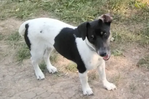 Собаки потеряшки, Курск, фото: Потеряшка собака на ул. Борзеновская, Курск