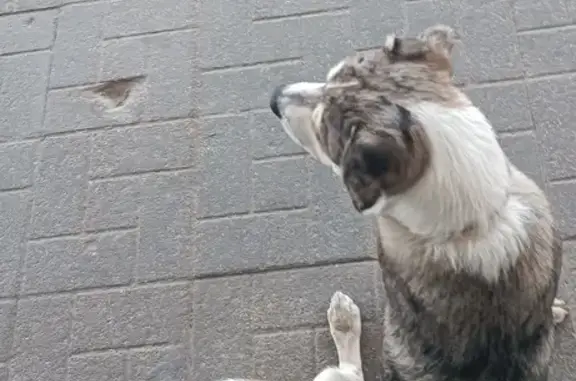 Найдена собака, Авторемзавод, фото: Потеряшка в ошейнике, 66Н-1862, Авторемзавод