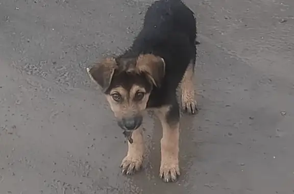 Найдена собака: Заводская 2А, Губская