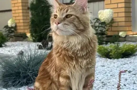 Кошки потеряшки, Липецк, фото: Потеряшка рыжий кот, ул. Пришвина, 47, Липецк