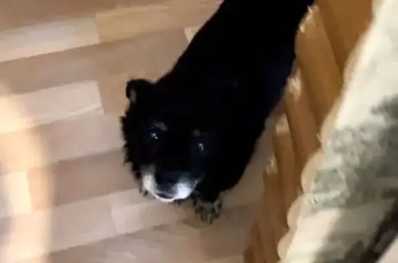 Собаки потеряшки, Липецк, фото: Потеряшка собака, ул. Титова 15, Липецк