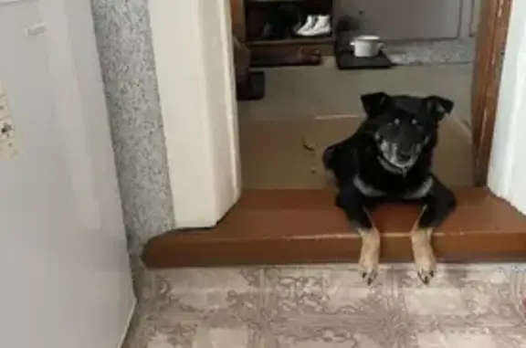 Собаки потеряшки, , фото: Потеряшка собака, Юбилейная ул. 10, Плеханово