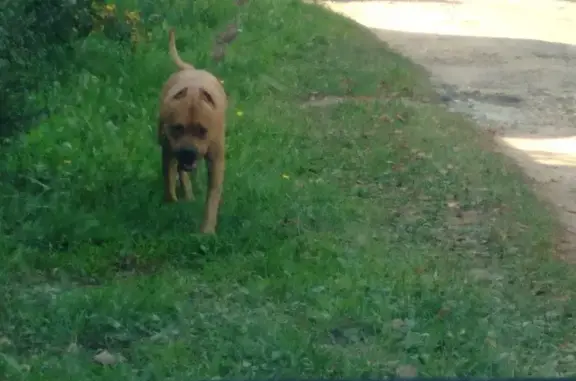 Найденные животные Тверь, фото: Найдена собака: 2-я ул. Грибоедова, 3, Тверь