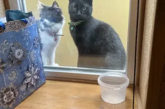 Кошки потеряшки, Ильинка, фото: Потеряшка черная кошка, Дачная ул., Ильинка