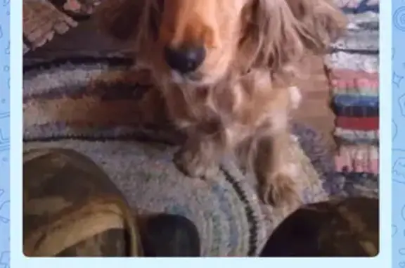 Спаниель найден у Пятерочки, Молодёжная, Шумашь