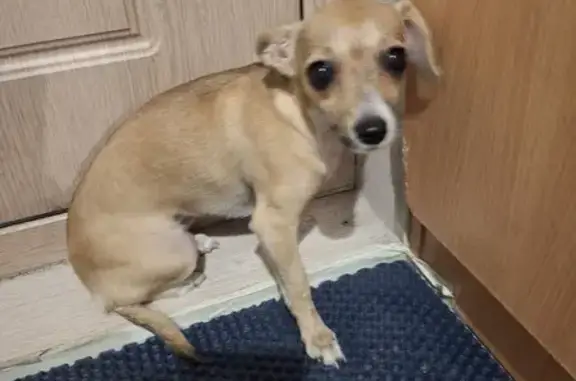 Найденные животные Тверь, фото: Собака найдена: наб. Иртыша, 35, Тверь