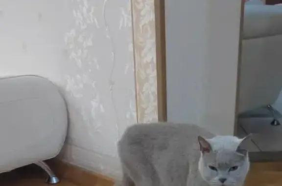 Найдена кошка, Заречная ул., Поваровка