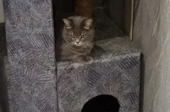 Потерянные животные Тверь, фото: Пропала серая кошка, Кольцевая ул. 74, Тверь