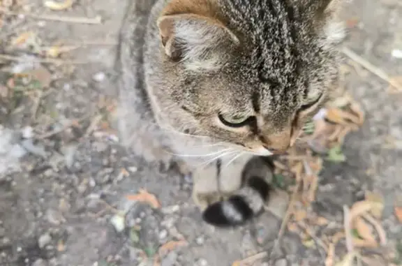 Найдена кошка, ул. Воронова, 14, Пенза