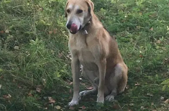 Найдена собака, Карелия, Хаапалампинское СП