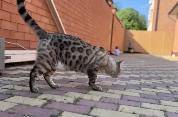 Кошки потеряшки, Армавир, фото: Потеряшка бенгальский кот, ул. Нефтяников, 22