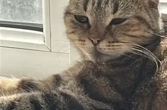 Найдена кошка, , фото: Кошка найдена в Хазар, Центральная, 1А