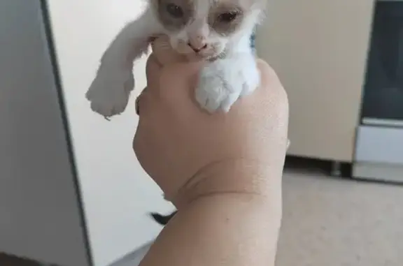 Найдена кошка, , фото: Найден котёнок, Покровская ул., Павловск