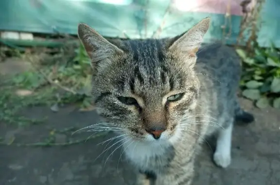 Найдена кошка, ул. Черепанова, Екатеринбург