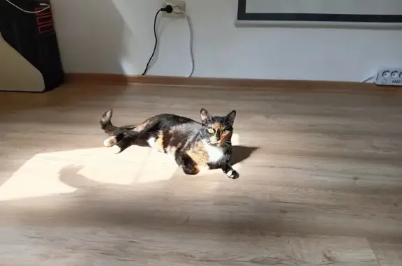 Потерянные животные Краснодар, фото: Пропала кошка, ул. Генерала Петрова, 37