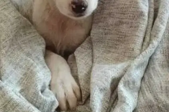 Найдена собака, , фото: Щенок найден: Тимирязевский пер., 16, Рассказово