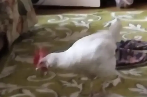 Пропала курица, Сысерть, Красноармейская 49