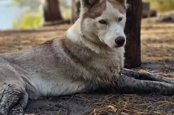 Найдена собака, Сосновка, фото: Найдена Хаски, 97Н-033, Сосновка
