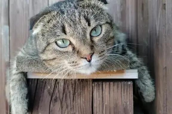 Кошки потеряшки, , фото: Потеряшка кошка, Молодёжная ул. 12, Вяземское