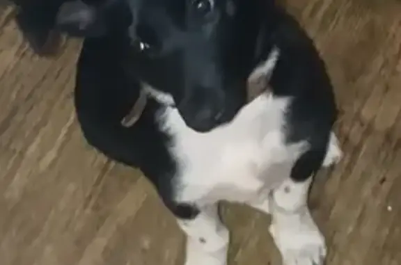 Найдена собака, Власиха, фото: Собака найдена на ул. Мамонтова, 133, Лесной