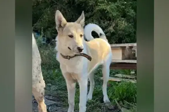 Собаки потеряшки, Тверь, фото: Потеряшка собака на ул. Спартака, 48, Тверь