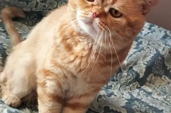 Кошки потеряшки, , фото: Потеряшка кошка, 5-ая ул., Новолуговской с/с